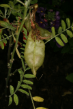 Lessertia frutescens RCP5-2012 130.JPG
